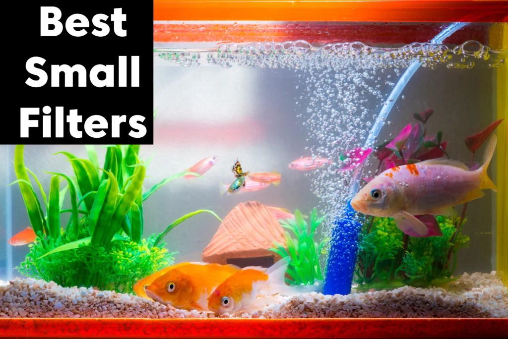 5 of the Best Small Aquarium Filters (2024 Reviews)