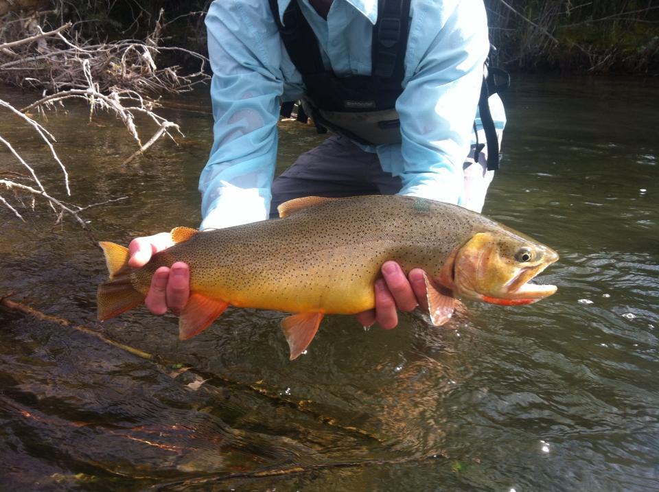 Fly fishing report Jackson Hole, WY 9.10.13 Jackson Hole Wyoming Fly
