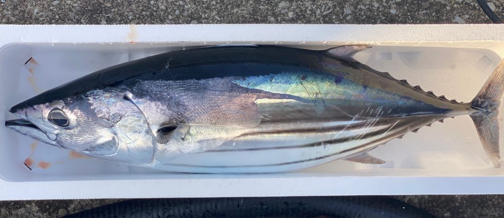 初かつお＆福箱のネット販売開始 めいつ宮崎県日南市の魚の宝庫