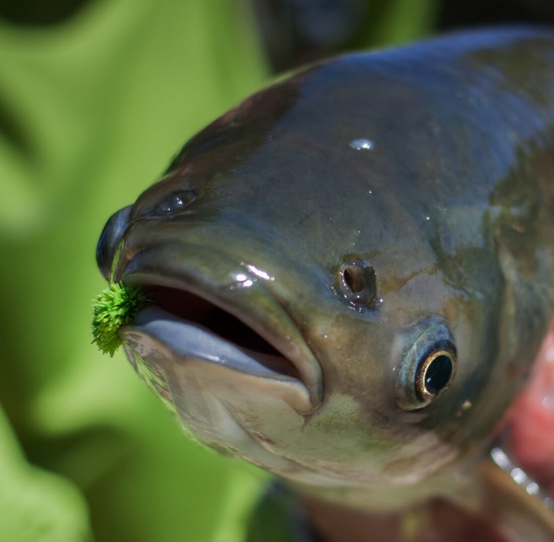 The Wonders of Grass Carp A Guide to Understanding this Aquatic
