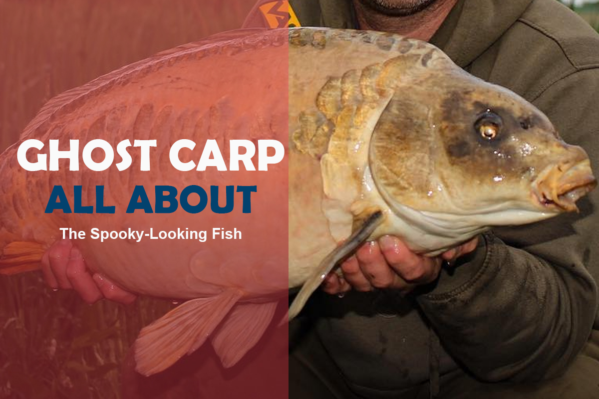 What Is A Ghost Carp Fish? (Koi) Ultimate Fishing Guide Fishing