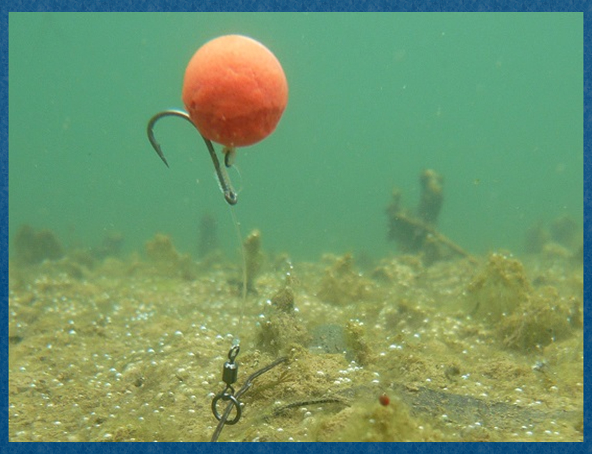 How to Catch Carp In Silty Waters How To Catch More Carps Fishing