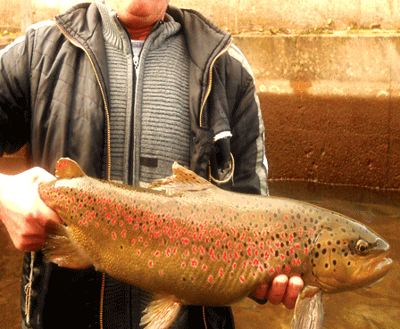 Orhid Trout (Pgoto: Rabnikpavik.com)
