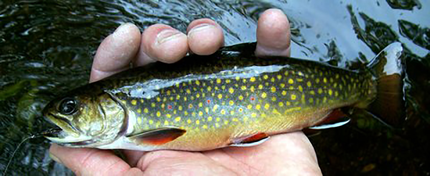 A Deeper Look at Brook Trout • The Fish Wrap Writer, Rhode Island
