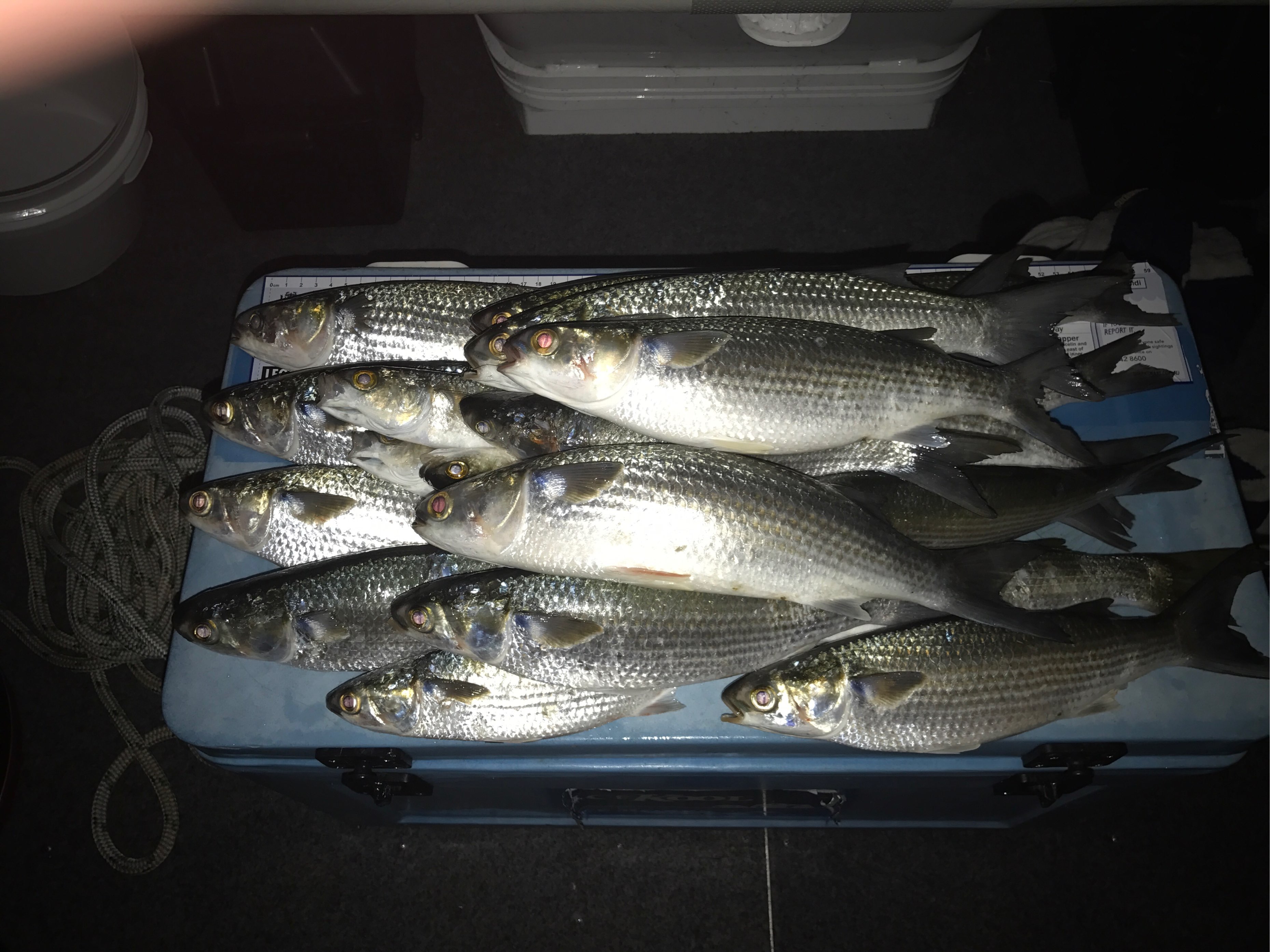 More mullet Fishing Fishing WA. Fishing Photos