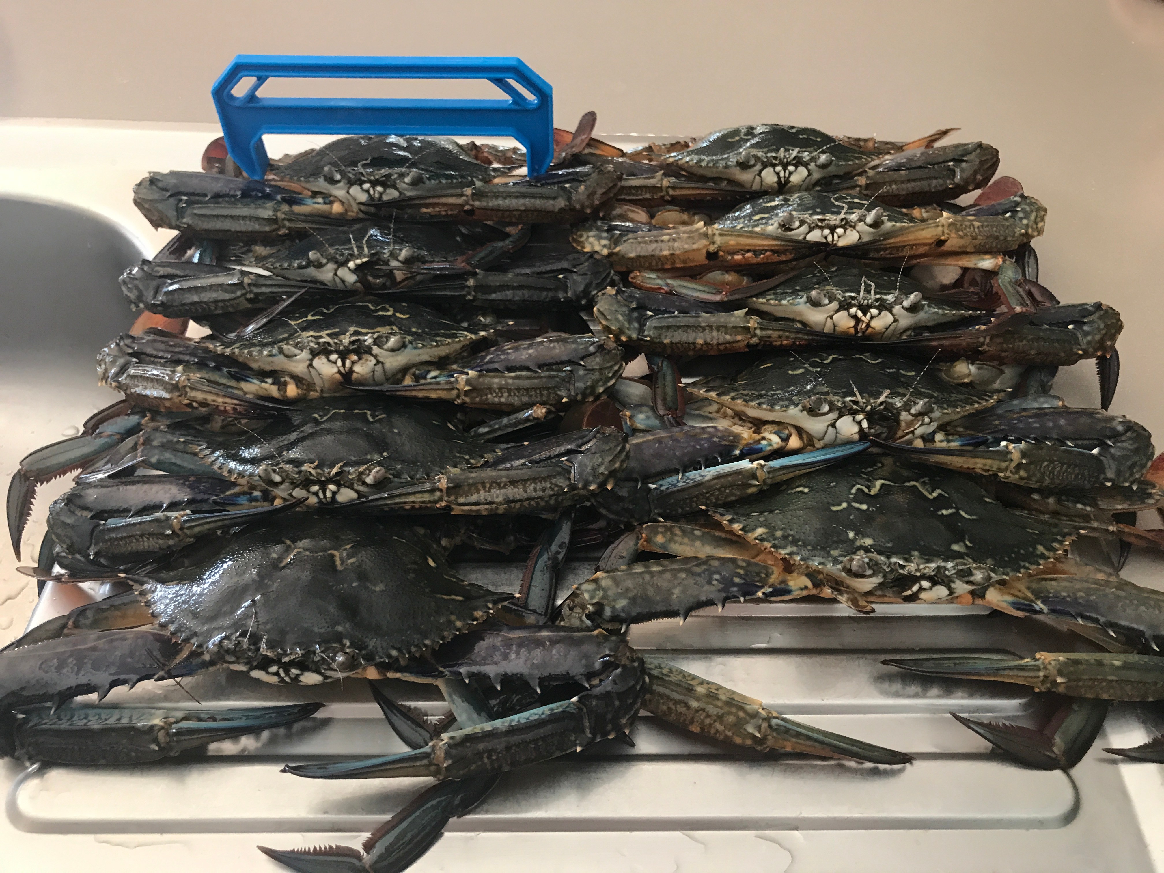 First feed of Mandurah crabs Fishing Fishing WA