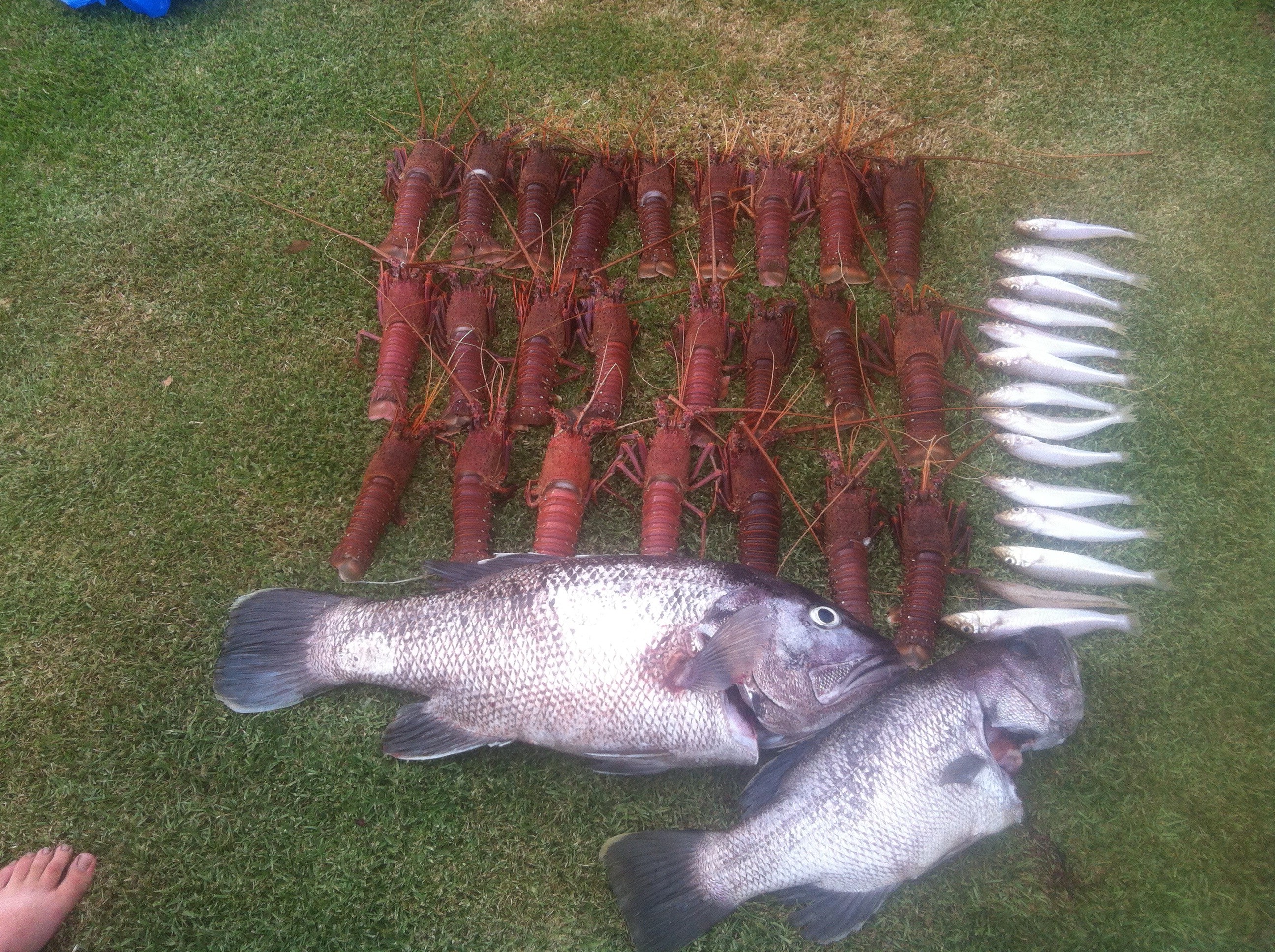 Ocean harvest off bunbury Fishing Fishing WA