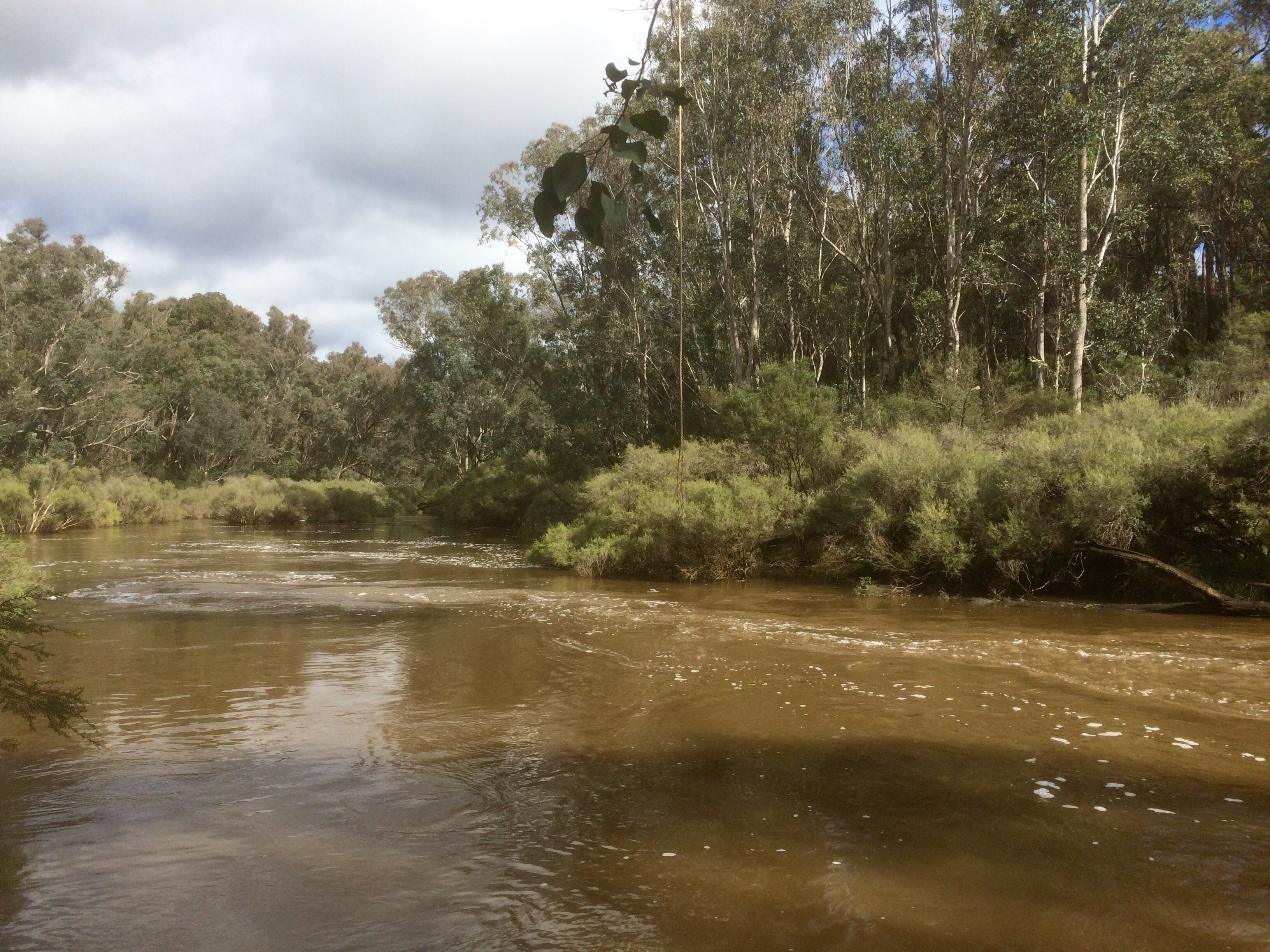 Lower Blackwood Trout Fishing Fishing WA. Fishing