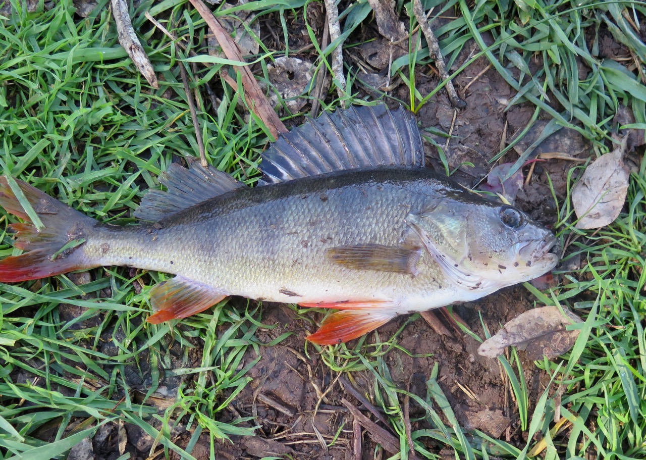 Fun with Redfin Fishing Fishing WA. Fishing