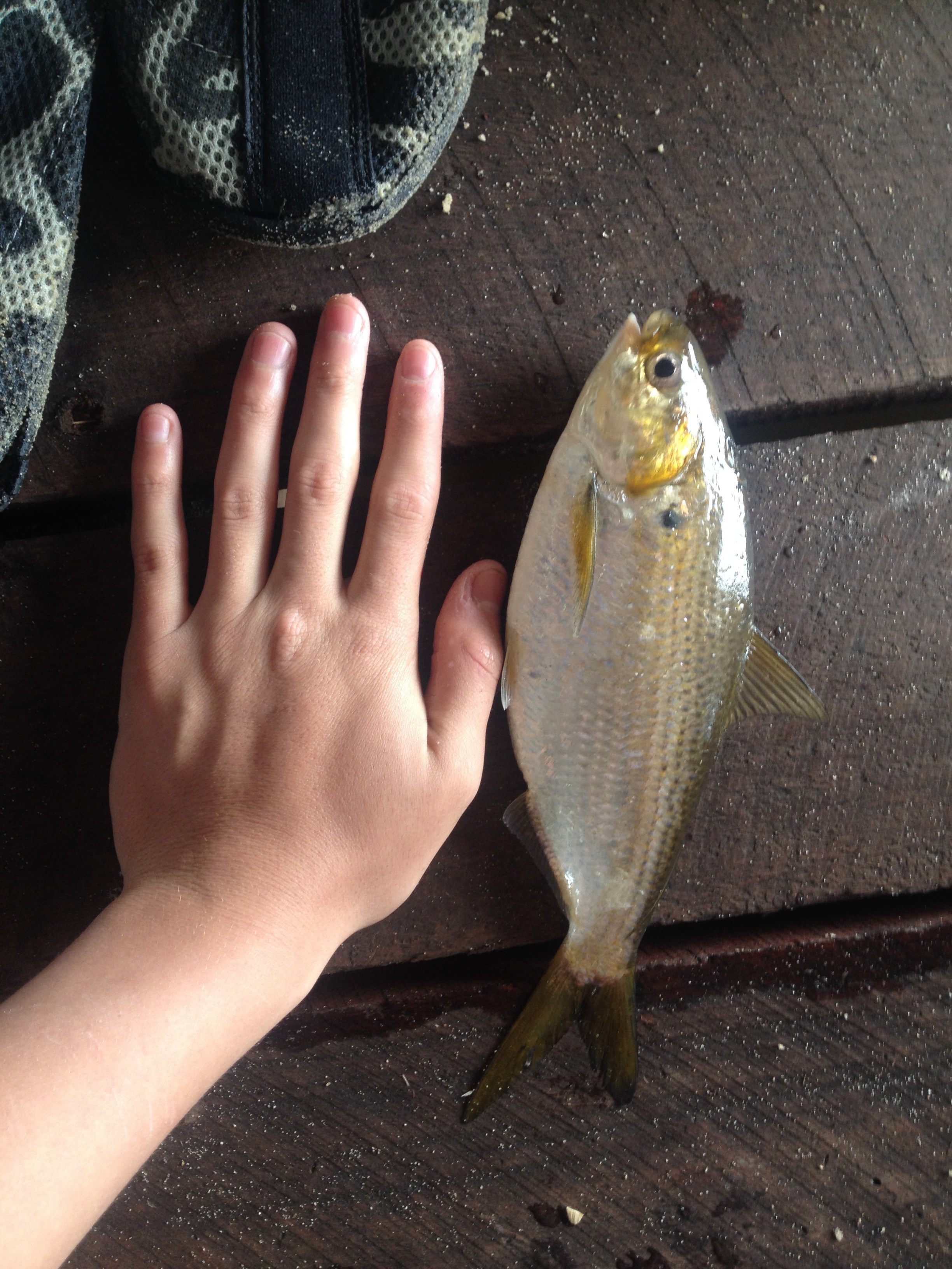 ID please Fishing Fishing WA. Fishing Photos & Videos