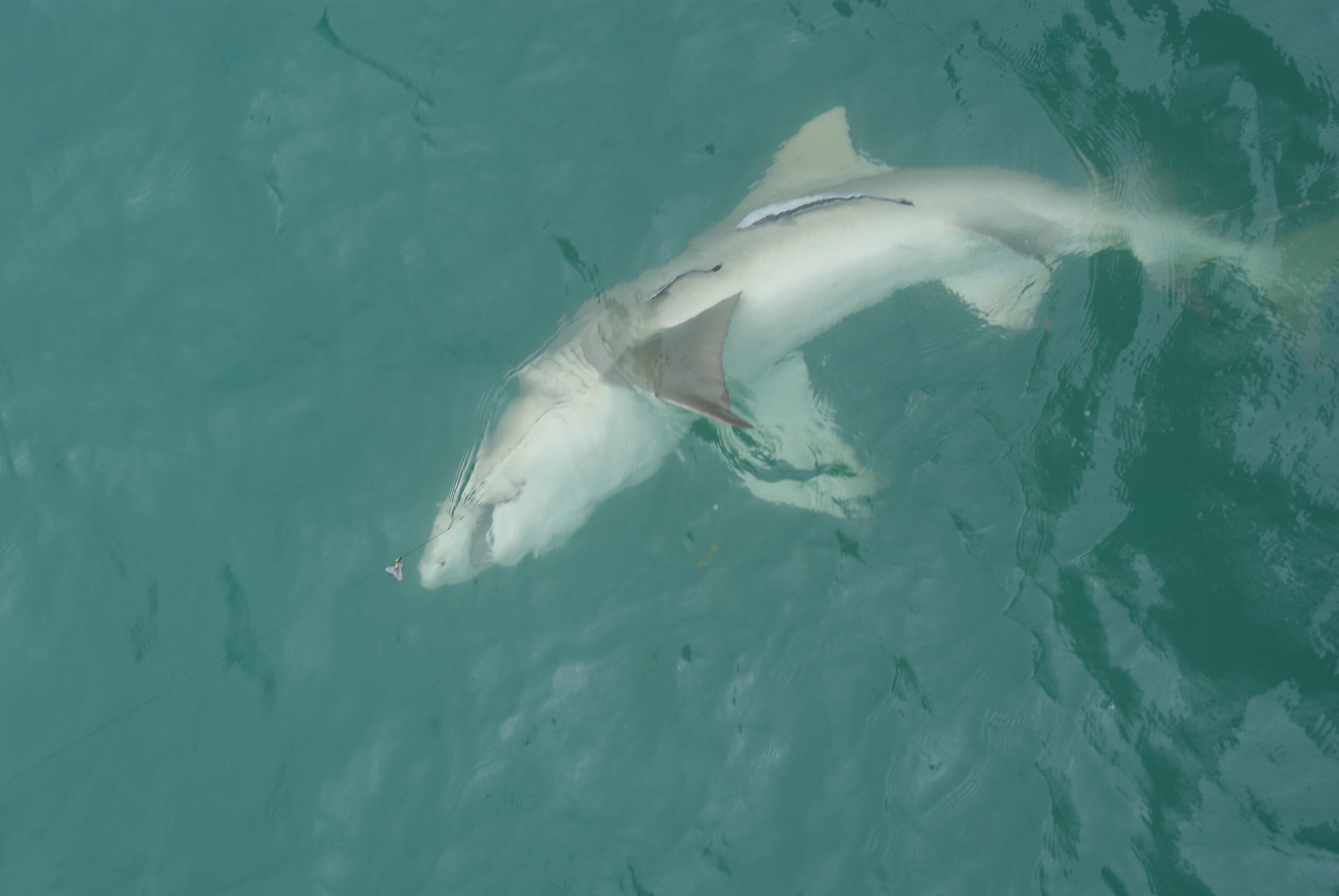 Shark Broome Jetty Fishing Fishing WA. Fishing