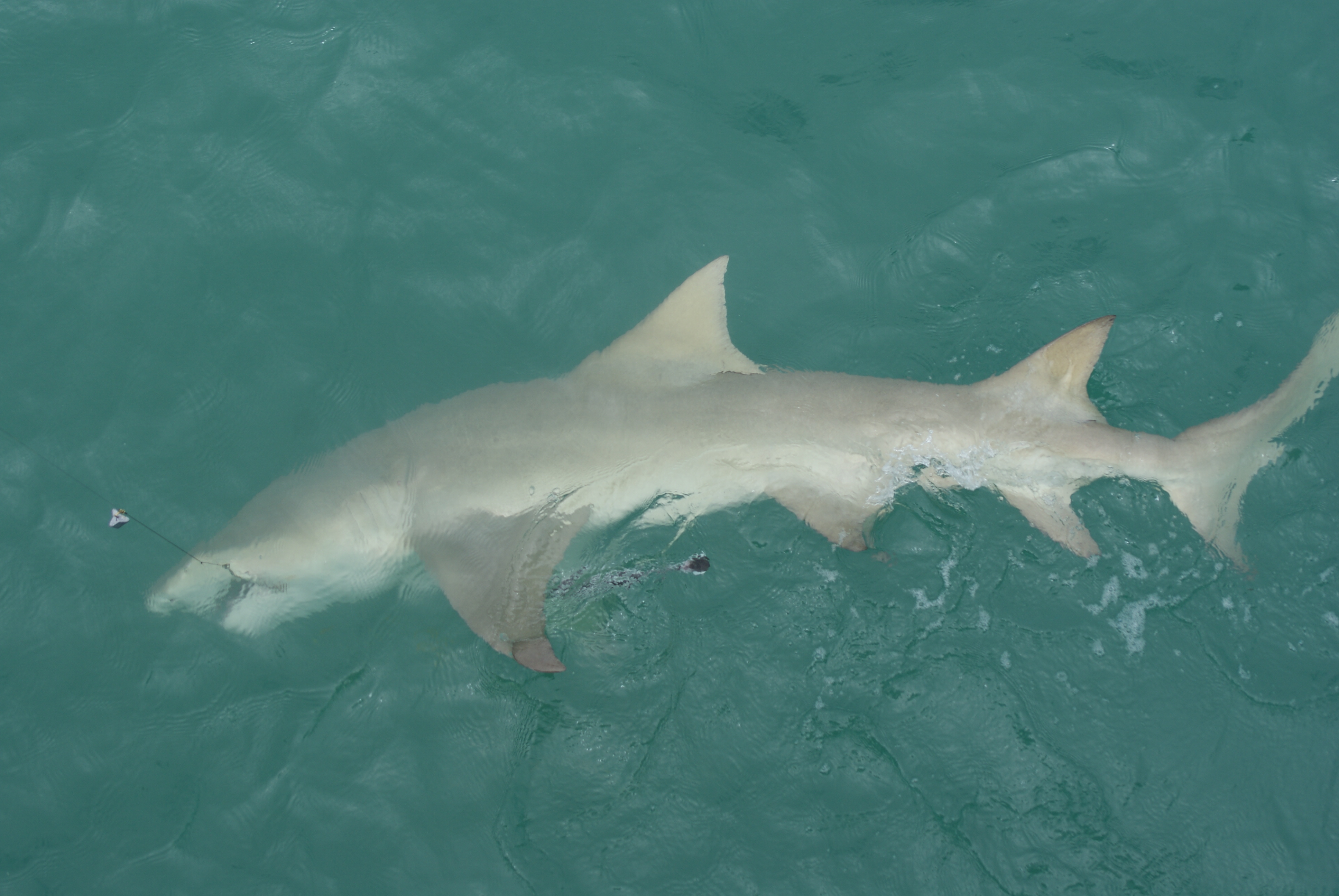 Shark Broome Jetty Fishing Fishing WA. Fishing