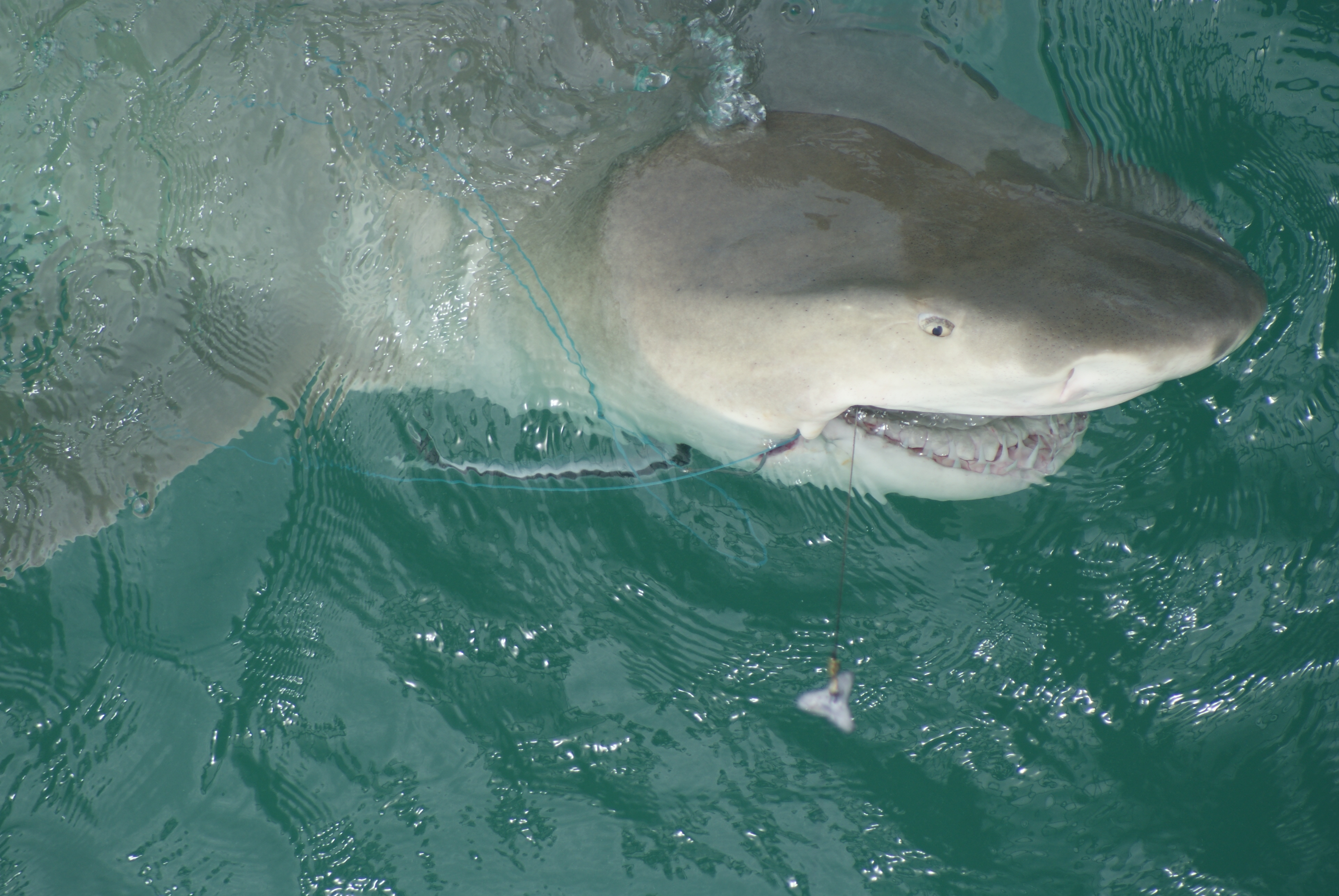 Shark Broome Jetty Fishing Fishing WA. Fishing