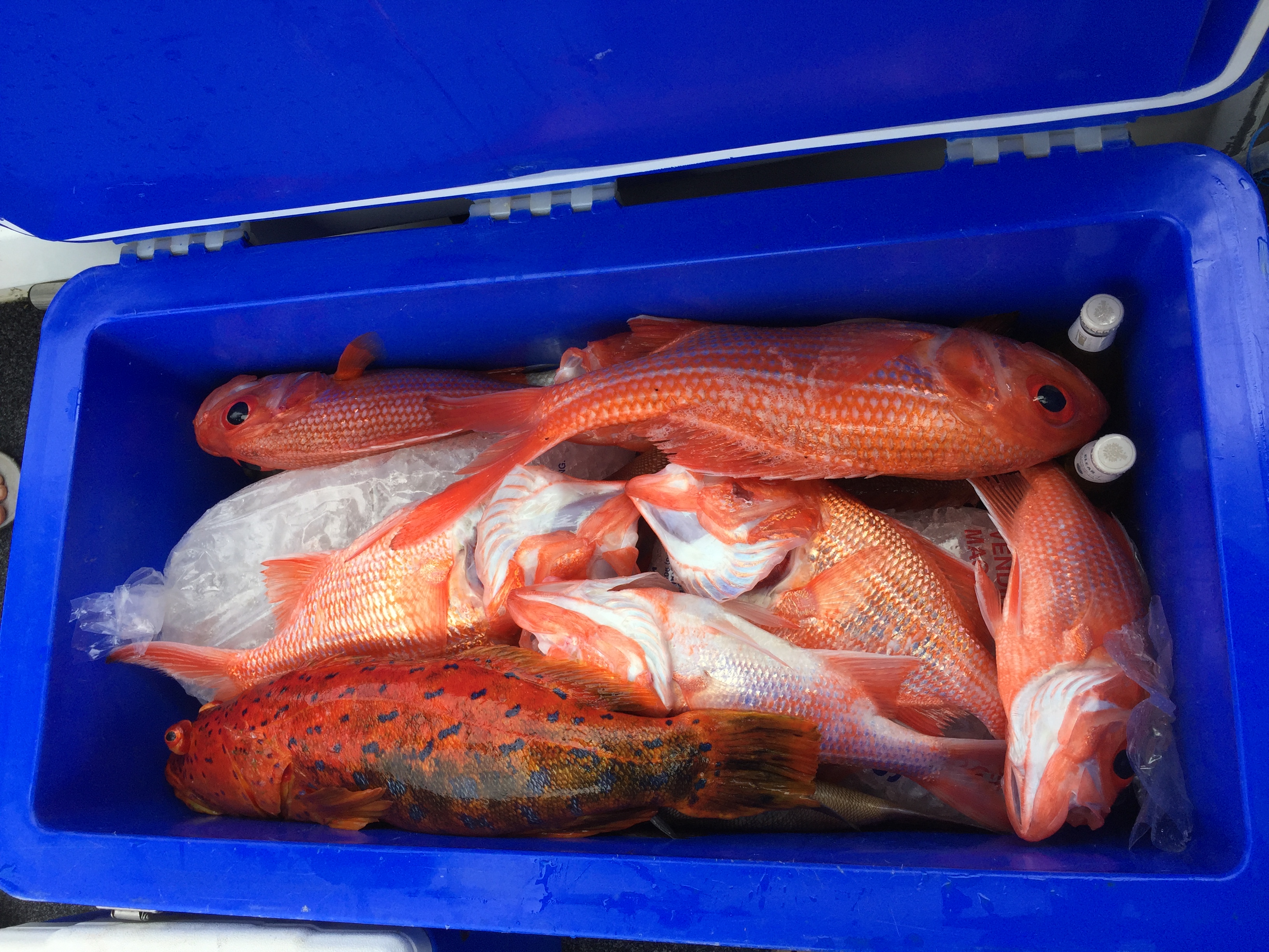 Esperance Report Fishing Fishing WA. Fishing