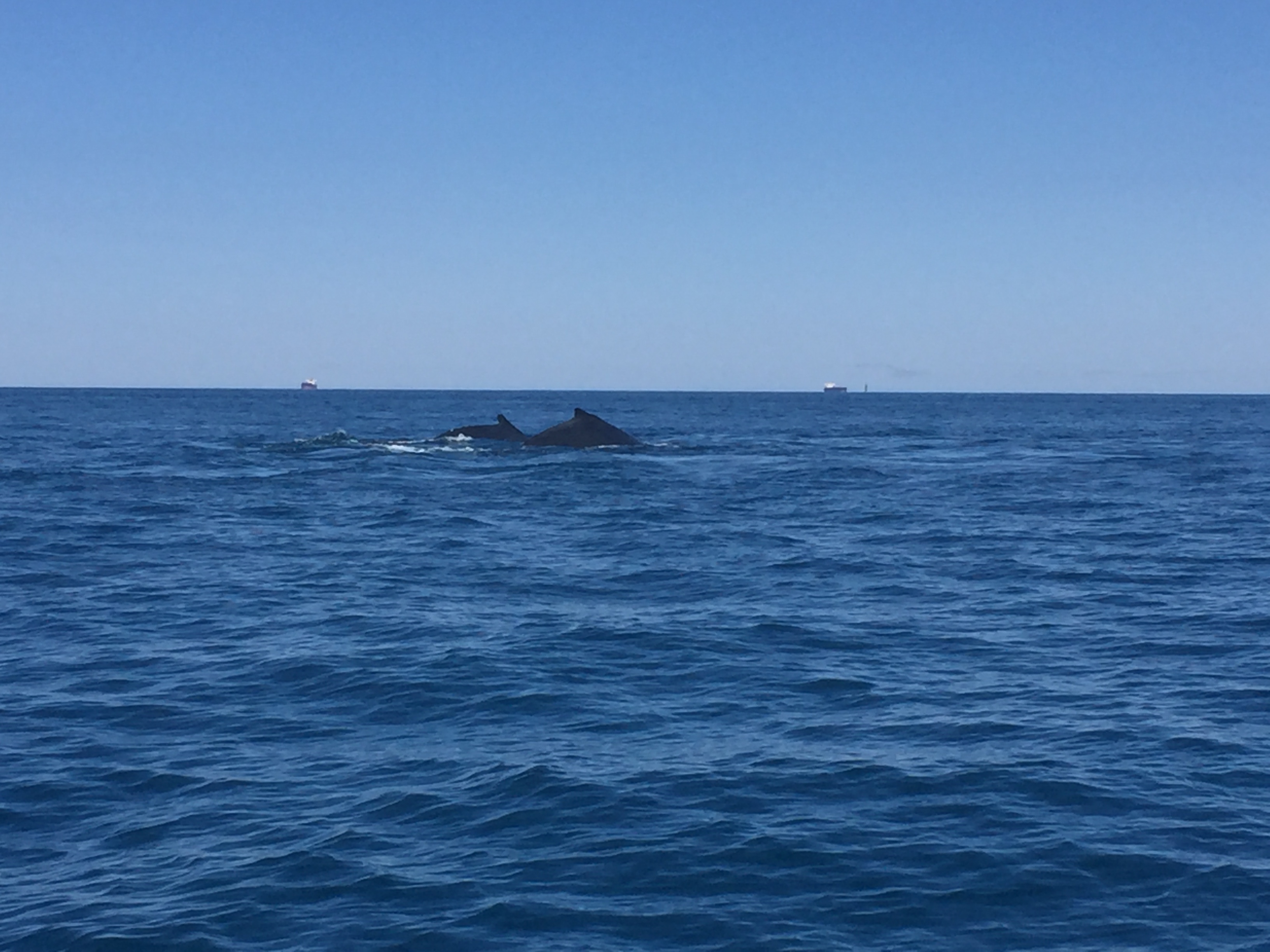 Point Samson Report Fishing Fishing WA. Fishing Photos & Videos