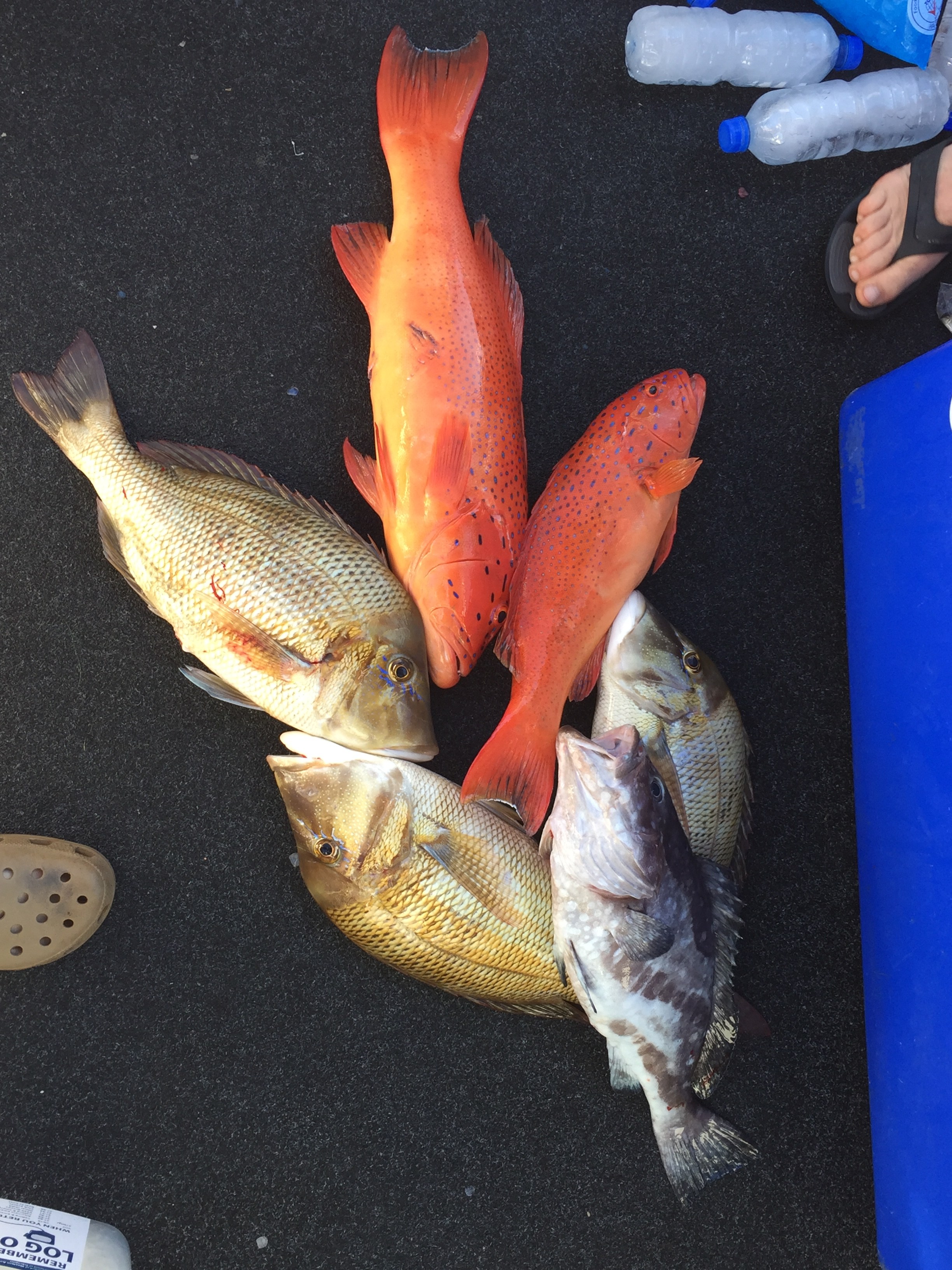 Point Samson Report Fishing Fishing WA. Fishing Photos & Videos