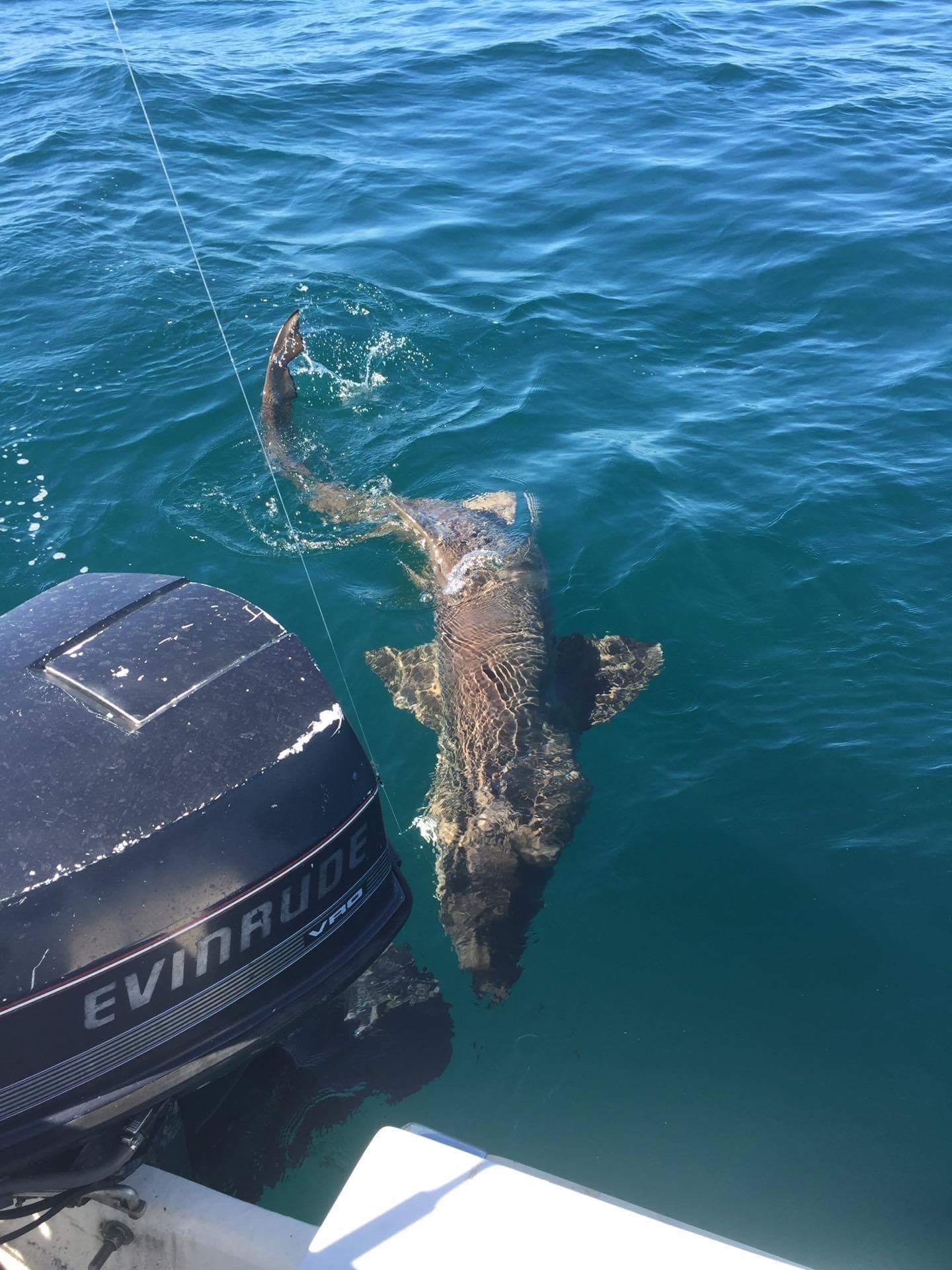 Out behind penguin island today Fishing Fishing