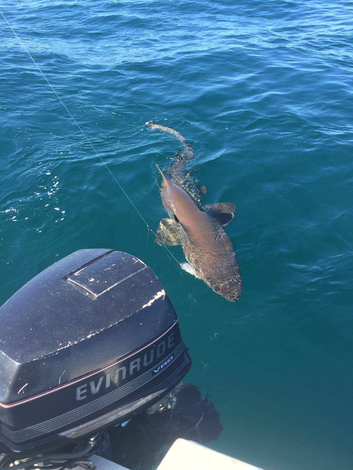 Out behind penguin island today Fishing Fishing