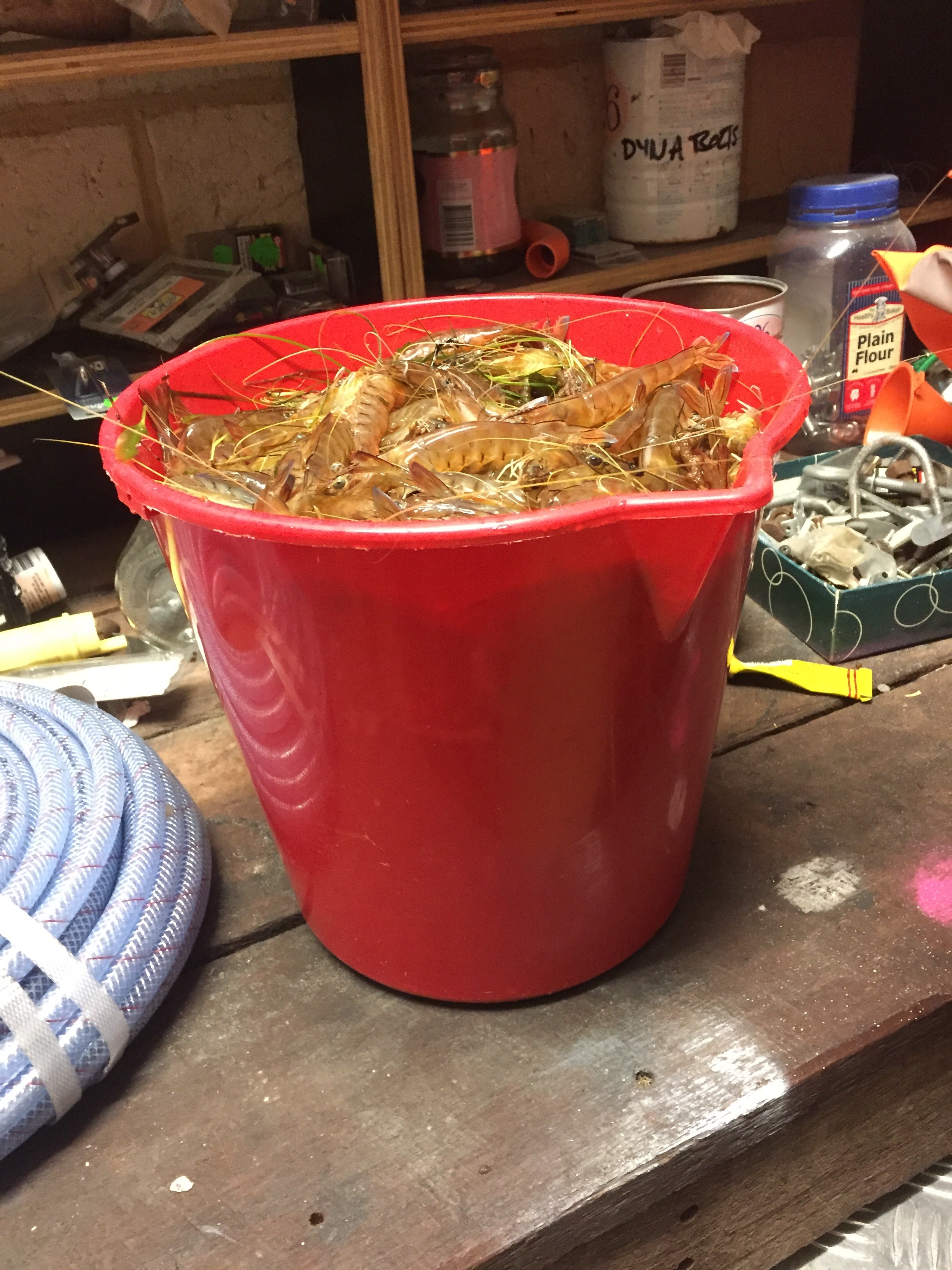 Whiting Bait Fishing Fishing WA. Fishing Photos