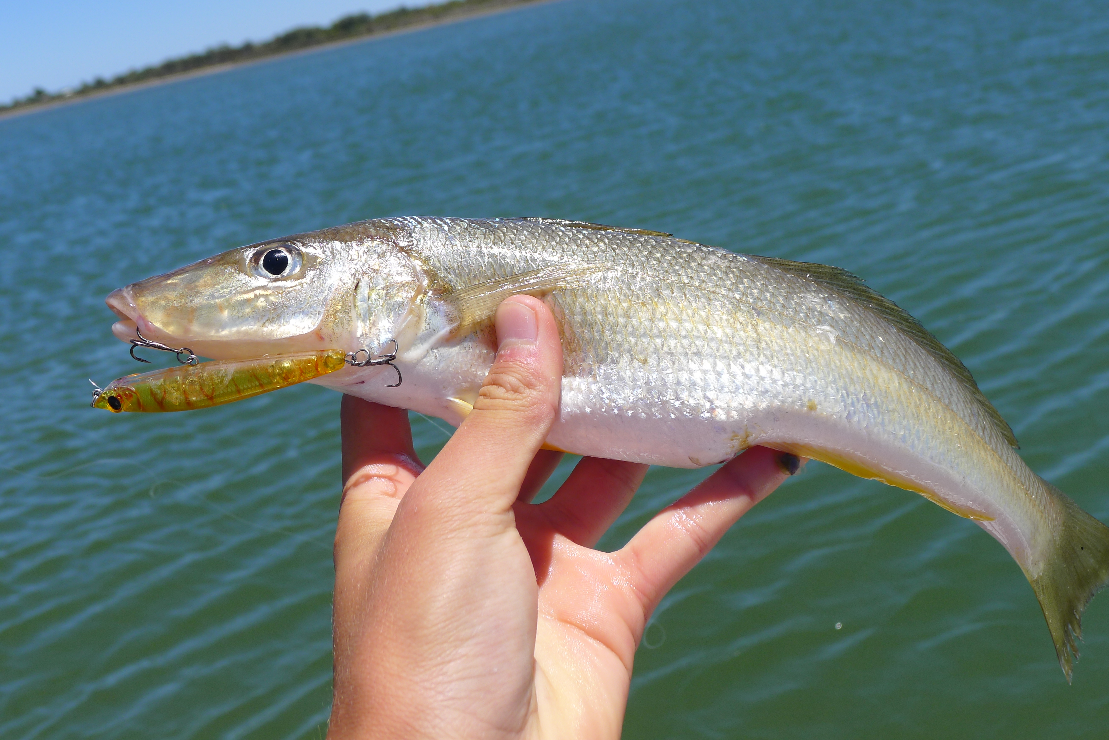 Yellowfin in Mandurah Fishing Fishing WA. Fishing