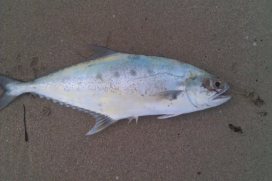 queenfish from the mauds Fishing Fishing WA. Fishing Photos & Videos