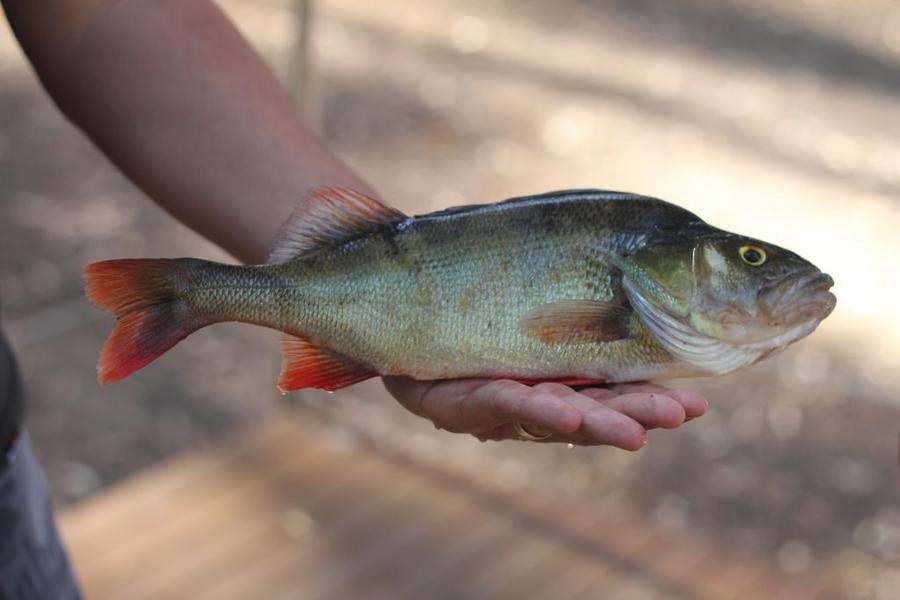 Dwellingup Redfin Fishing Fishing WA. Fishing