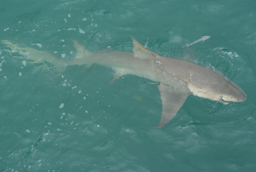 Shark Broome Jetty Fishing Fishing WA. Fishing