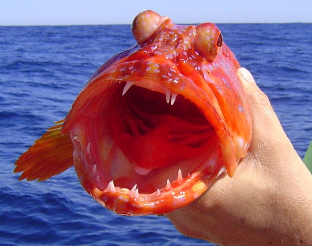 Harlequin Fishing Fishing WA. Fishing Photos & Videos