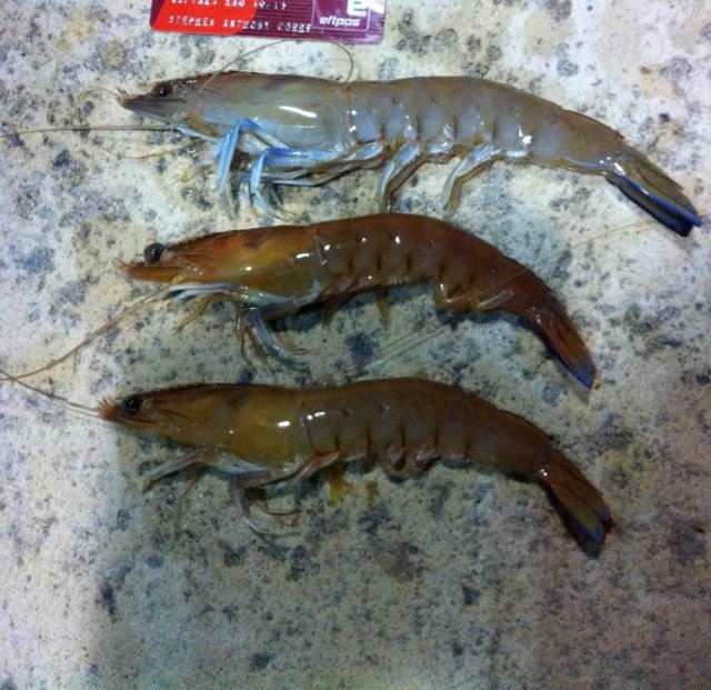Last Nights Prawns Fishing Fishing WA. Fishing