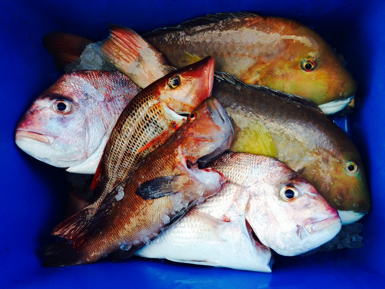 Eyebrows? Fishing Fishing WA. Fishing Photos & Videos