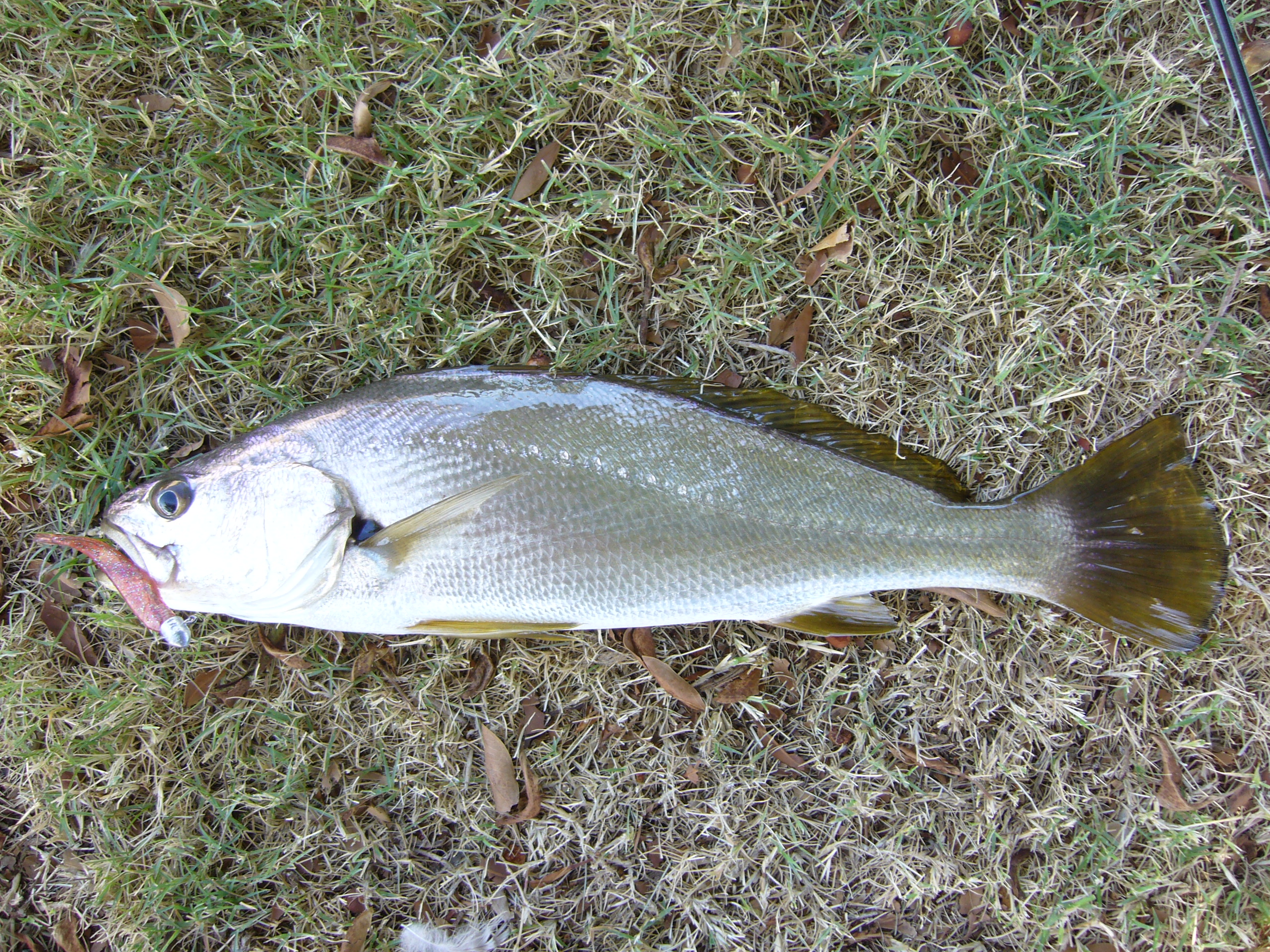 Mandurah fish Fishing Fishing WA. Fishing Photos
