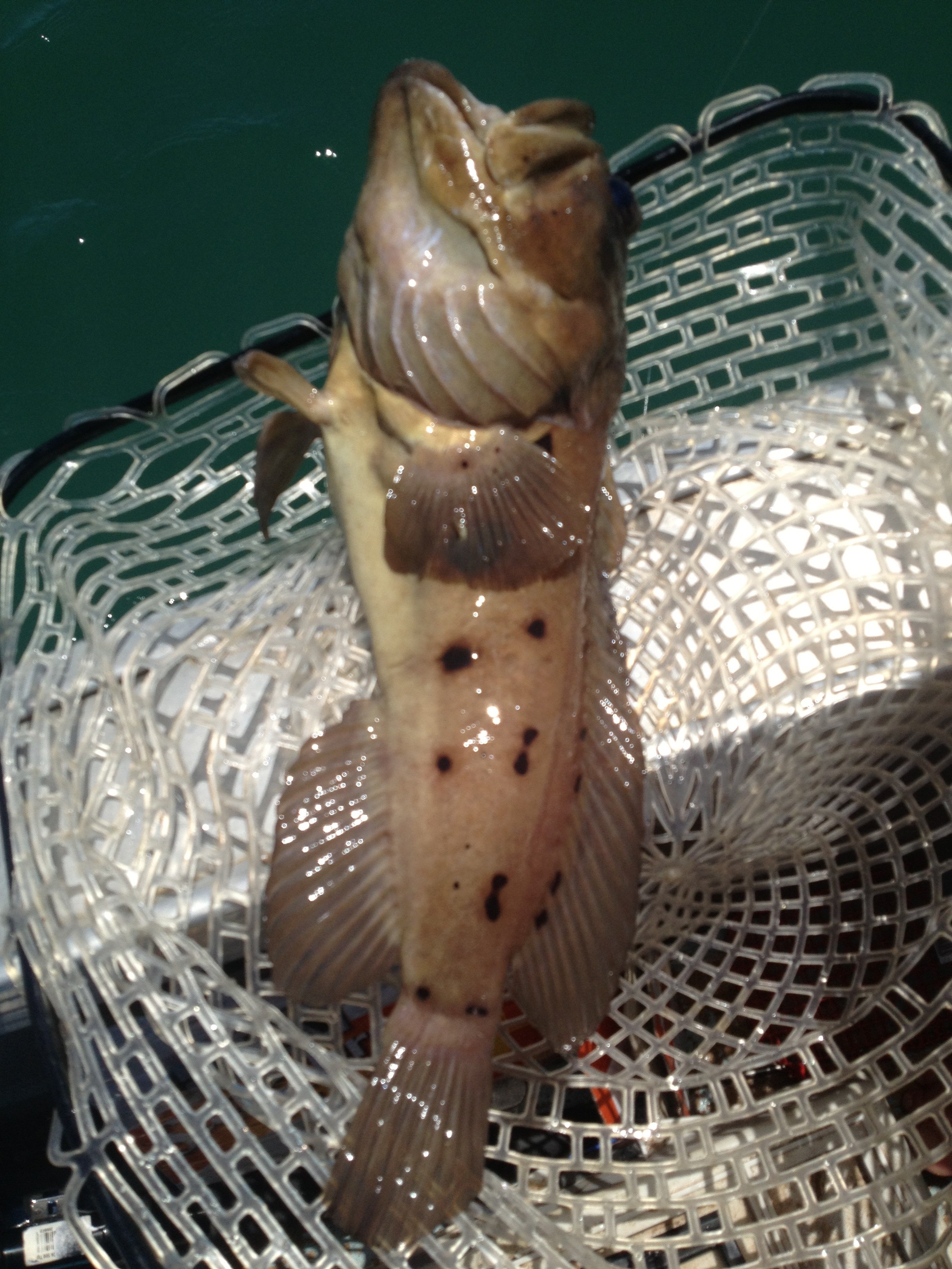 Caught in exmouth Fishing Fishing WA. Fishing