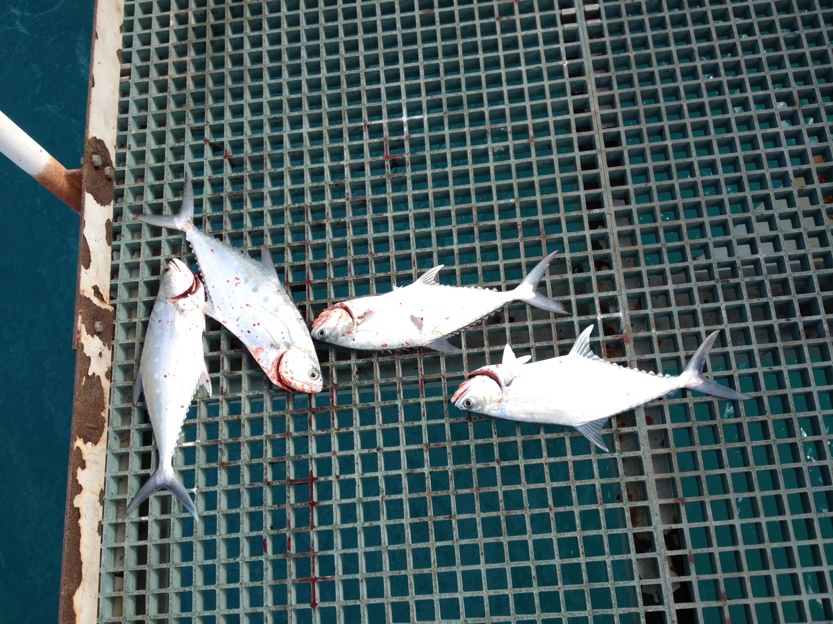 Broome Jetty Queenies Fishing Fishing WA. Fishing