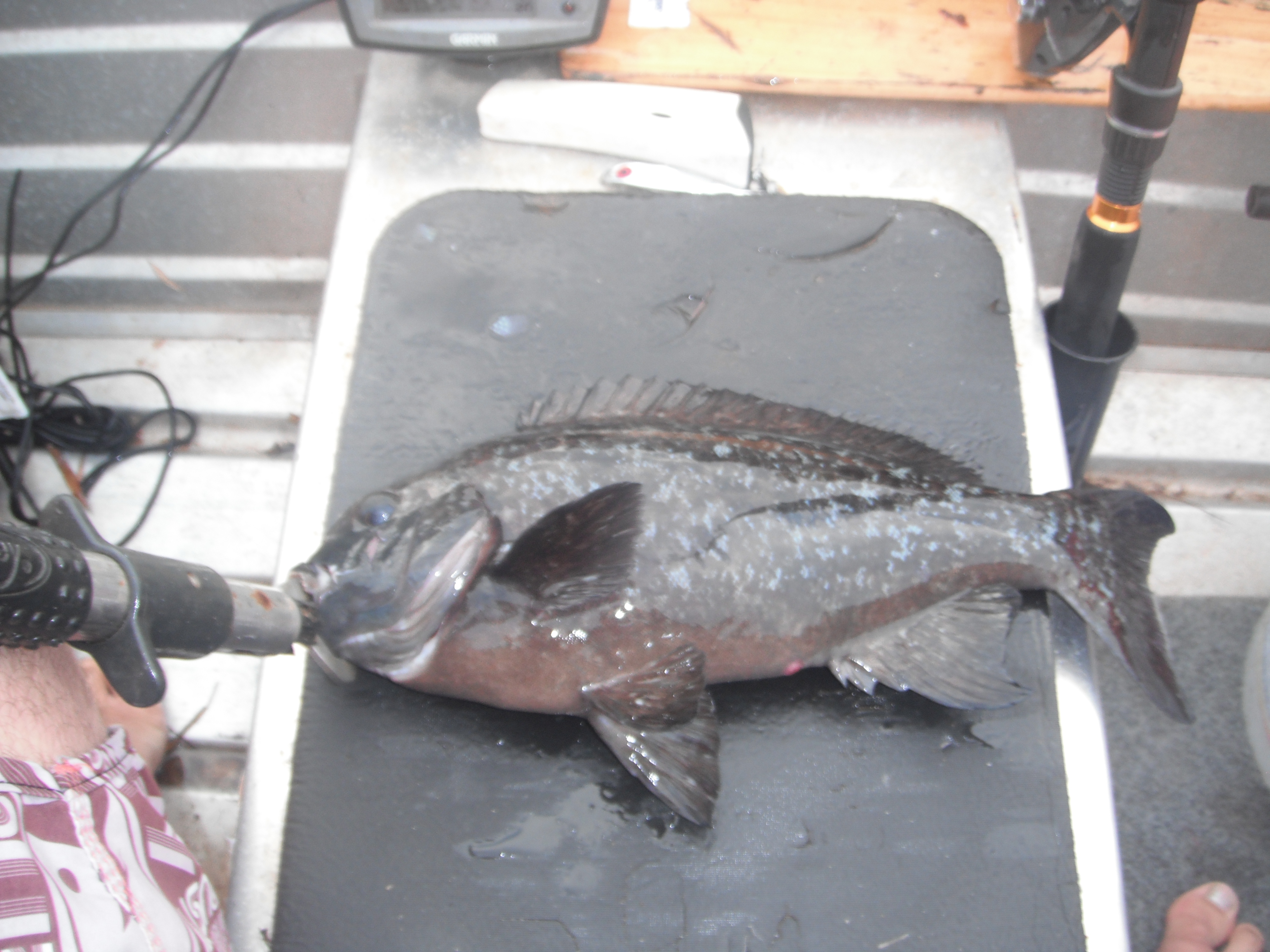 Esperance fish ID Fishing Fishing WA. Fishing