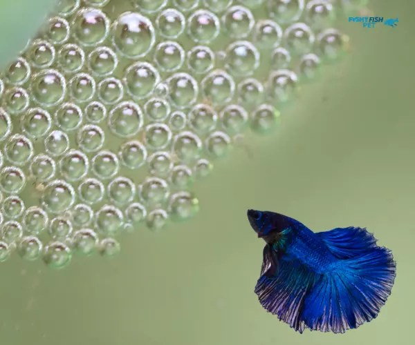 The Fascinating World of Betta Fish Bubble Nests (2024)