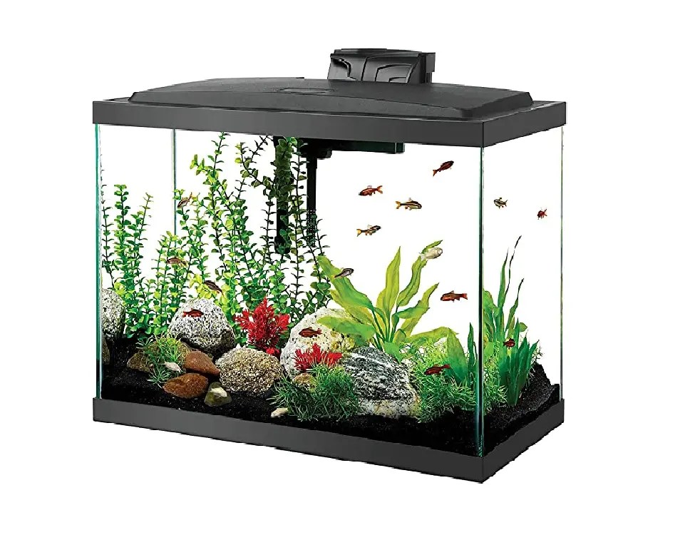 Taking Full Advantage of Petco Tank Sale December 2023