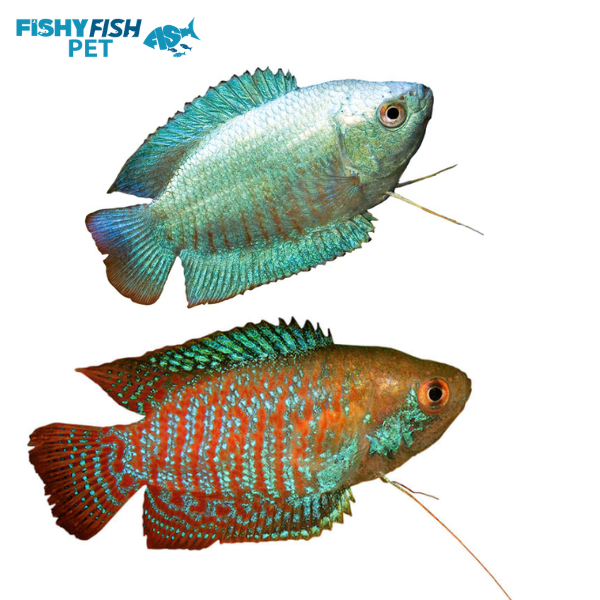 Best Freshwater Fish for 10 Gallon Tank! ( 2024 Updated)