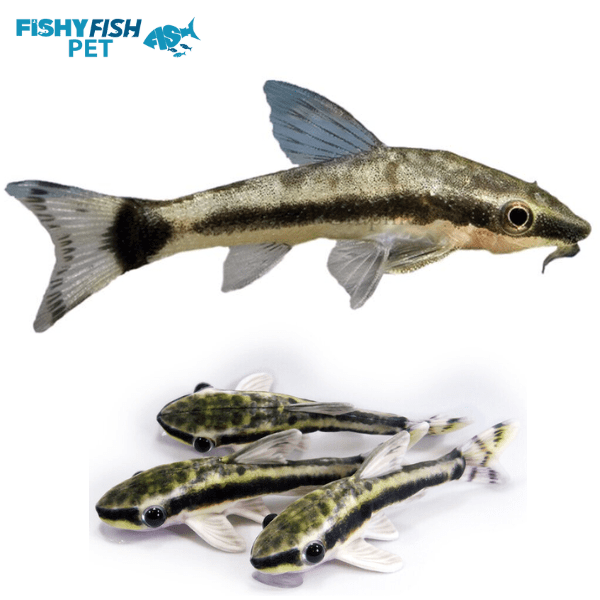 Best Freshwater Fish for 10 Gallon Tank! ( 2024 Updated)