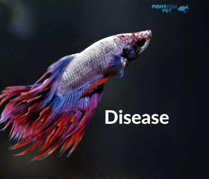 Why Is My Betta Fish Turning White? Solving the Case (2024)