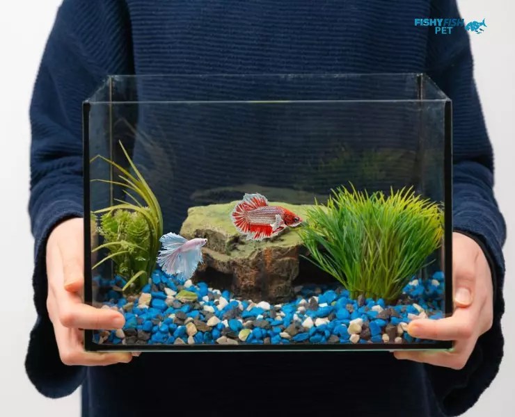 Most Expensive Betta Fish 10 of the Greatest Bettas (2024)