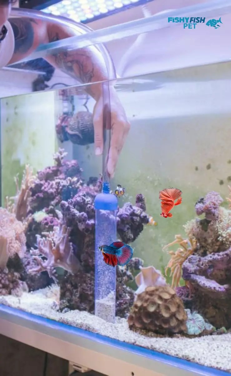 Best Guide on How Often Do Betta Fish Come Up for Air (2024)