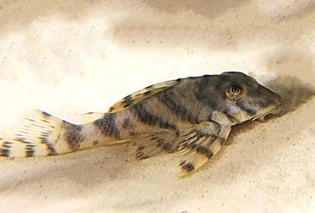 15 Types Of Freshwater Pleco Fishes For Your Tank Fishy Mag