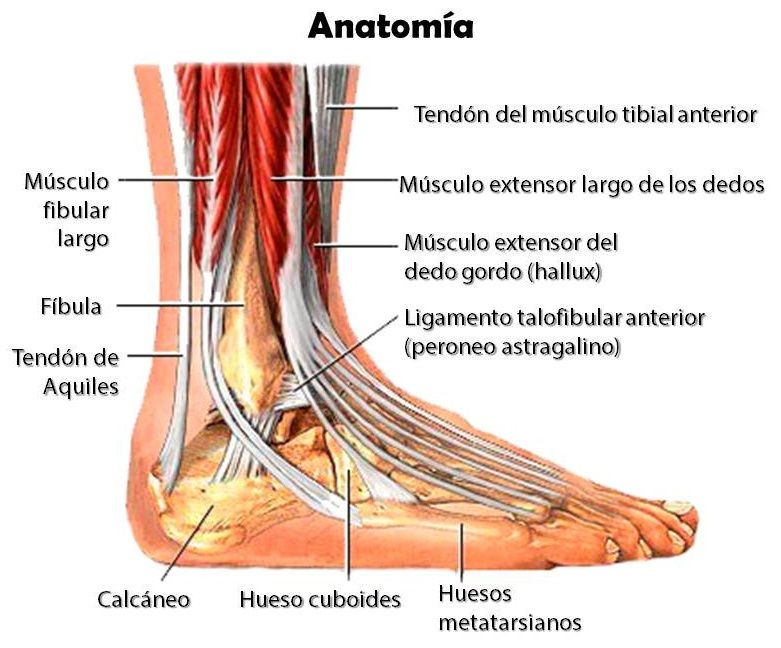 Question: ¿Cuáles son los huesos que conforman el tobillo?
