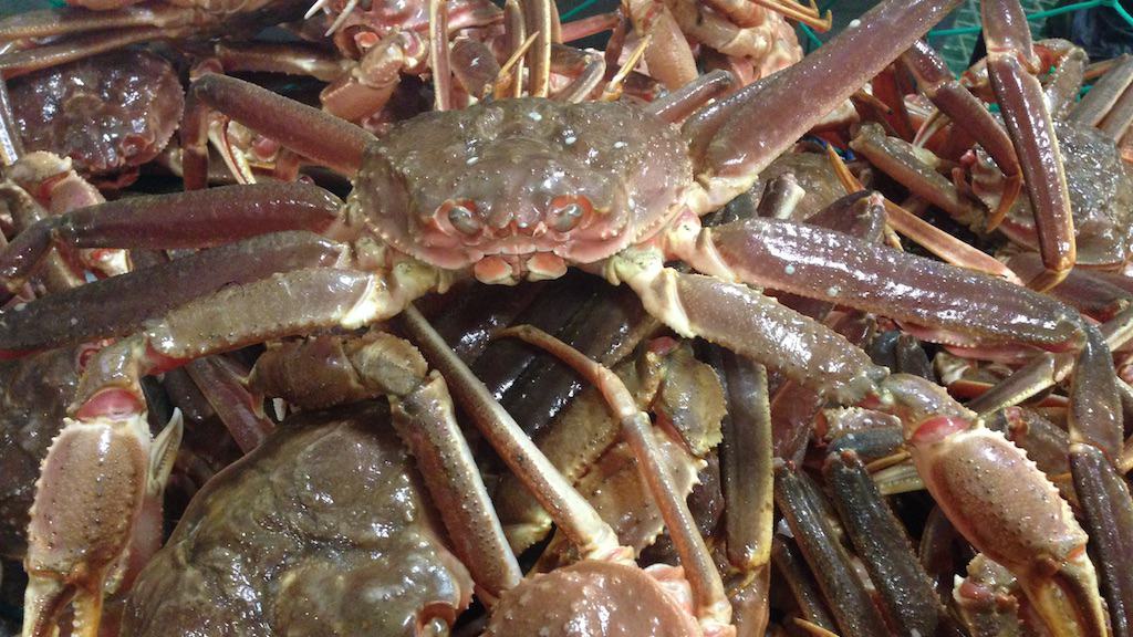 Increased 2023 snow crab quota FiskerForum