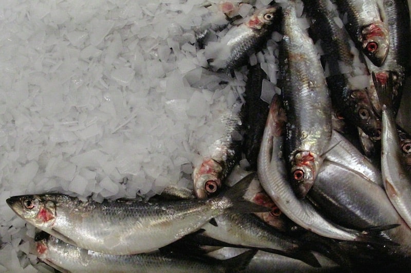 Iceland sets herring and blue whiting quotas FiskerForum