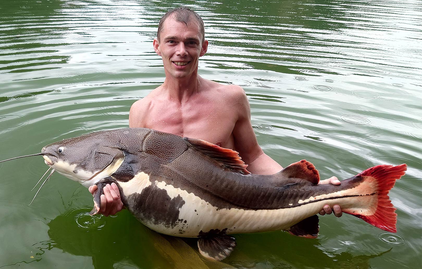 VILDE FIGHTS I THAILAND Fisk & Fri