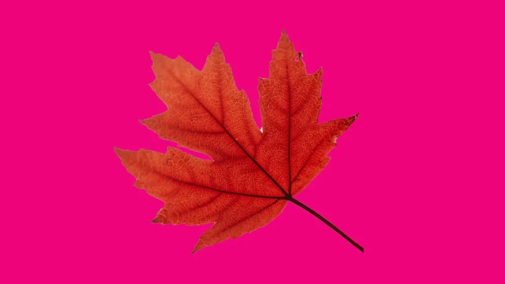 80+ Funny Maple Leaf Jokes