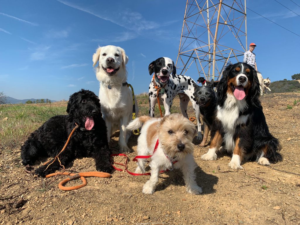 10 dogfriendly hikes in LA to explore on your next adventure Fitdog