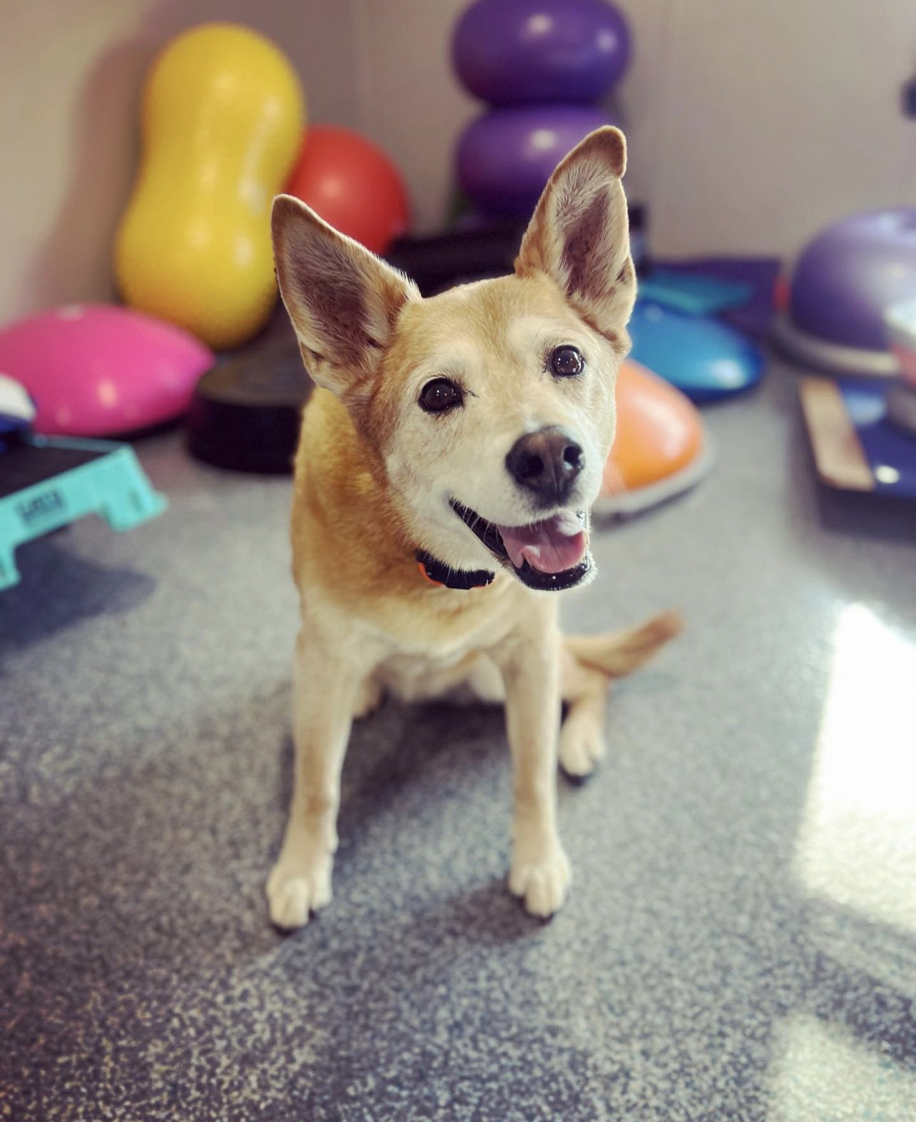 Fit Dog Canine Fitness & Wellness Center