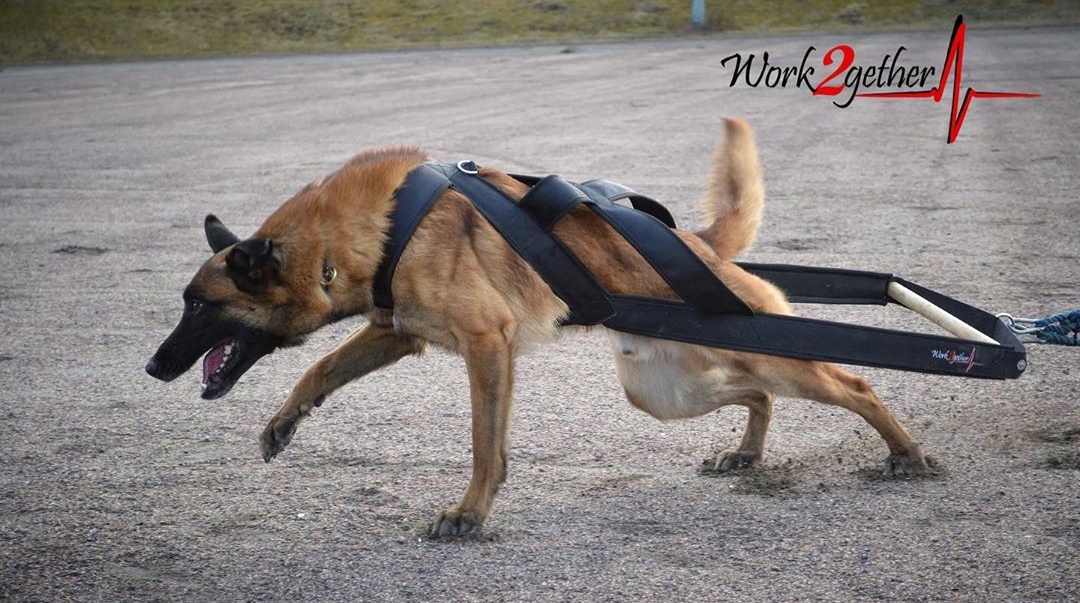 When Can Dogs Start Weight Pulling